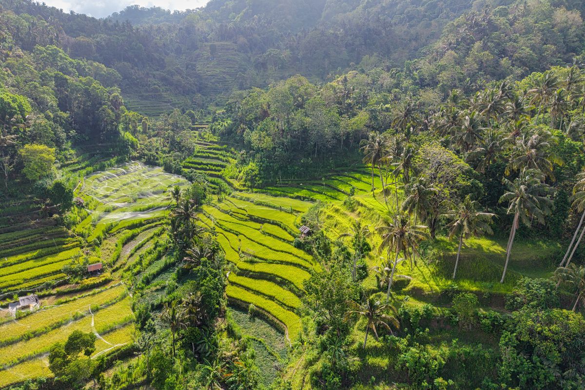 Rice terraces in Southeast Asia